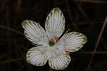 Largeleaf grass of Parnassus